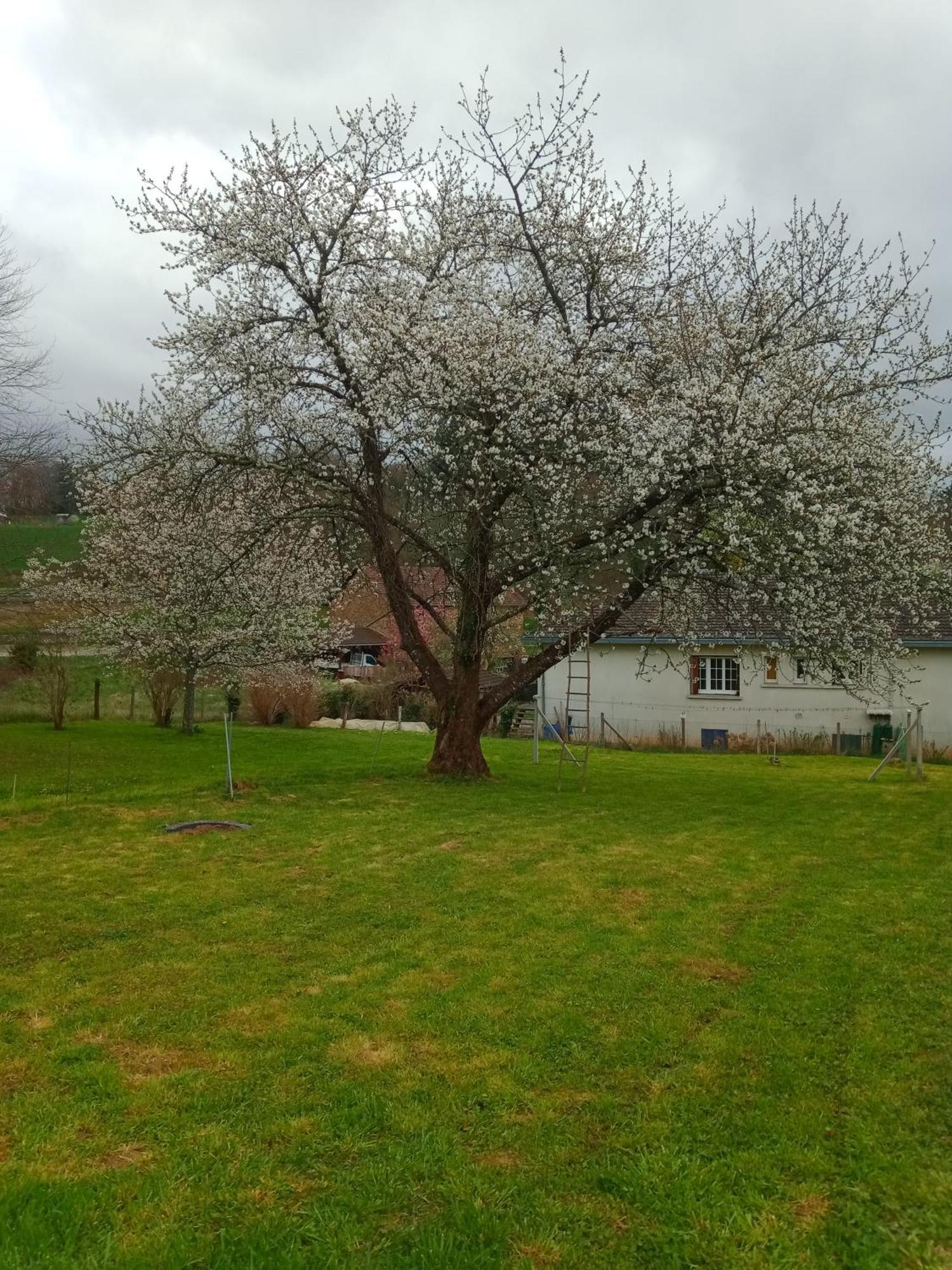Cherry Blossom House Bujaleuf Exterior foto